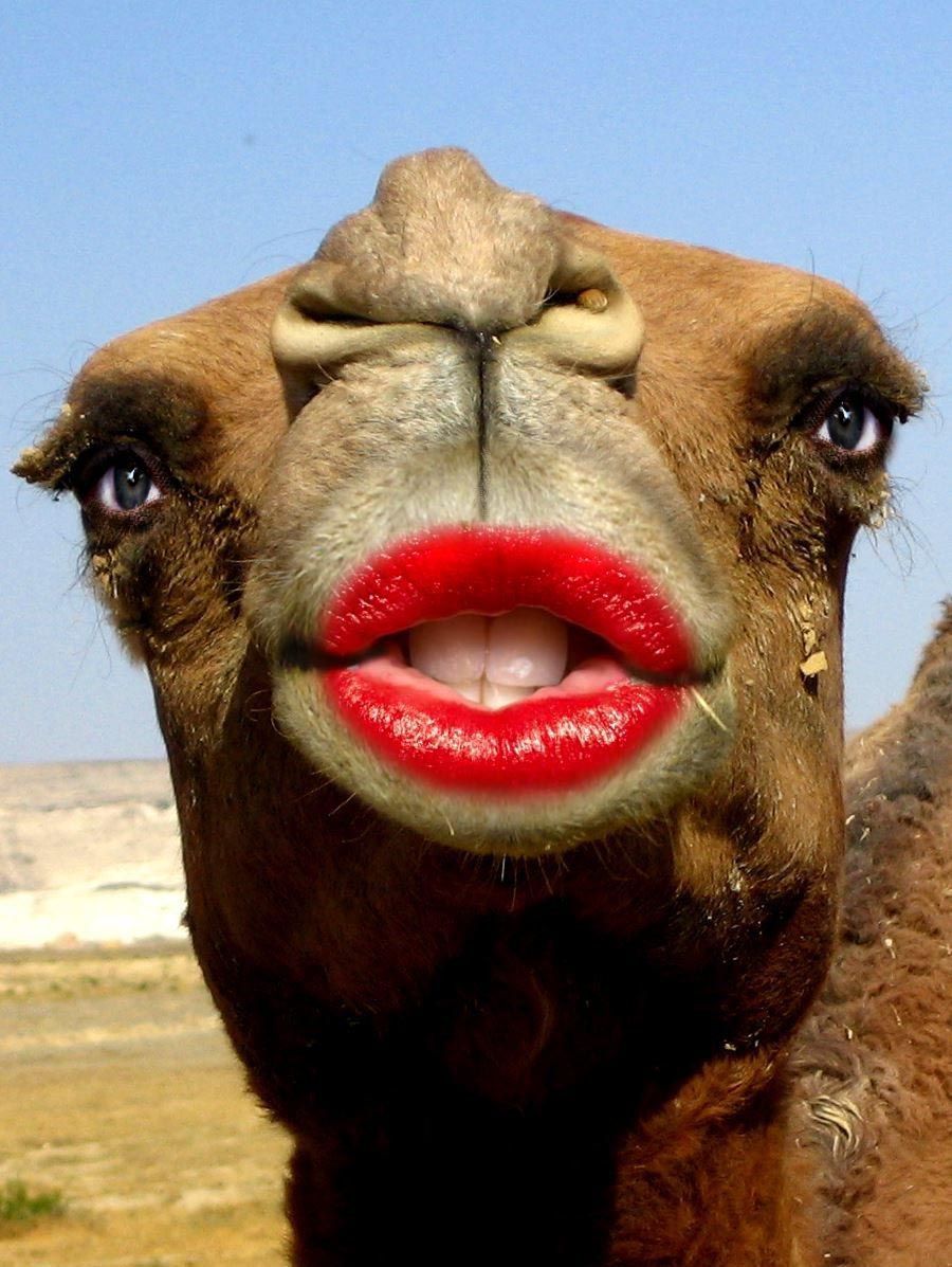 صور جمل مضحكة , خلفيات جمل نكت , 2021 Funny Camel