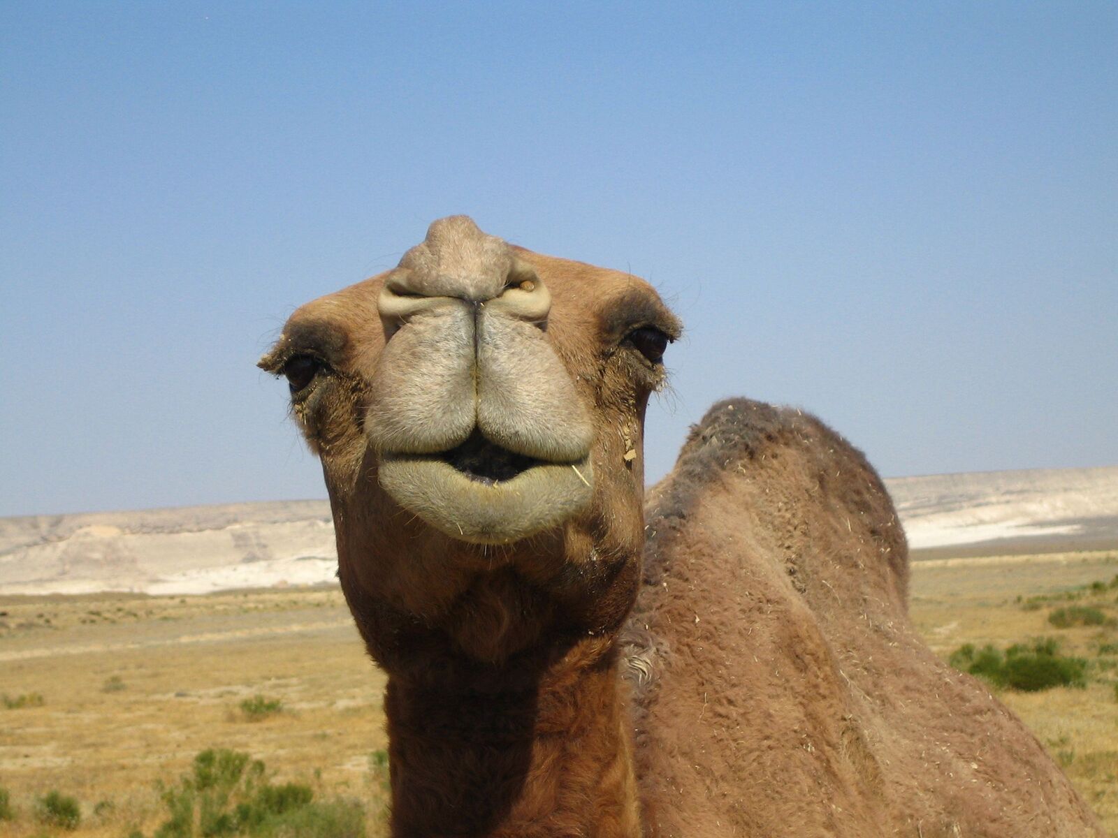 صور جمل مضحكة , خلفيات جمل نكت , 2021 Funny Camel