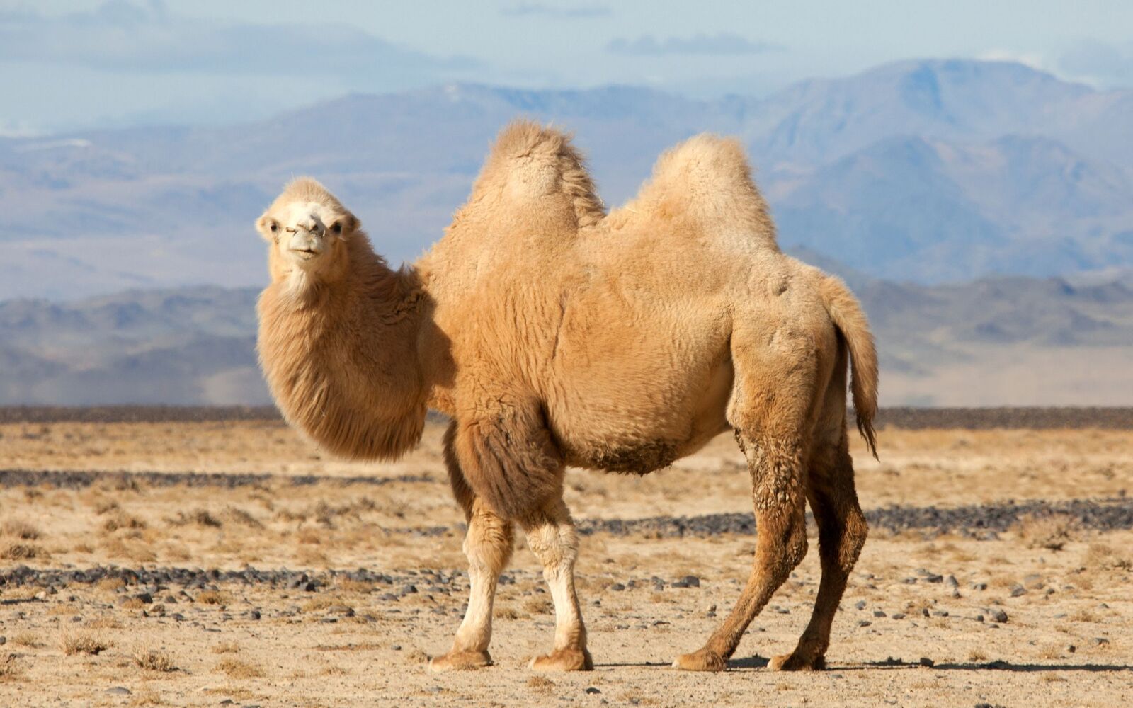 صور جمل مضحكة , خلفيات جمل نكت , 2021 Funny Camel