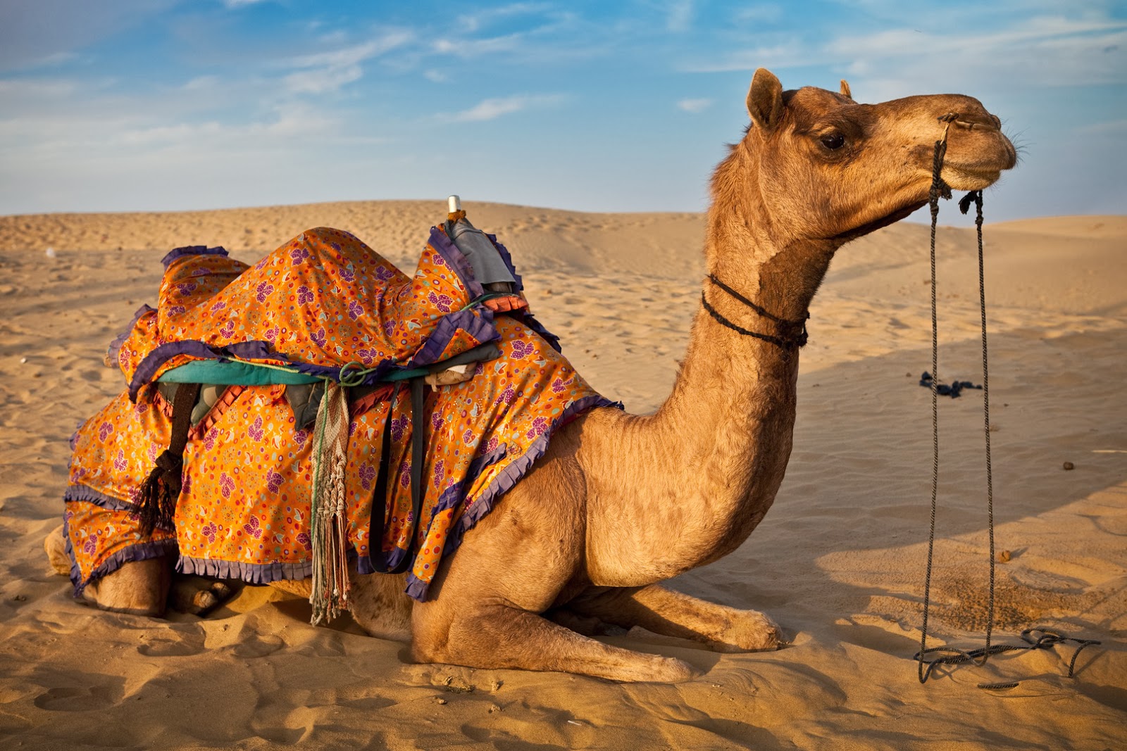 صور جمل مضحكة , خلفيات جمل نكت , 2021 Funny Camel