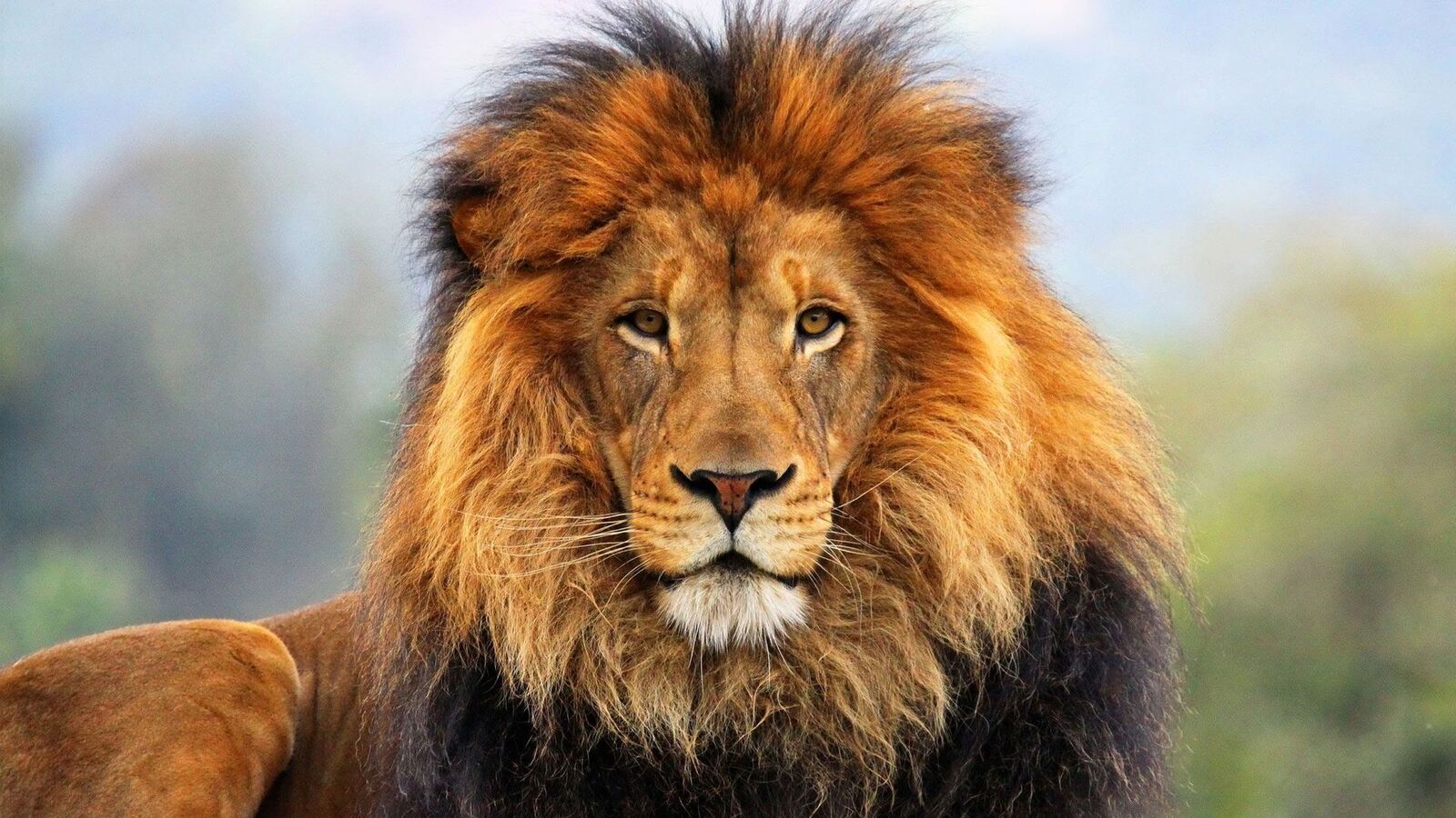 صور الاسد مميزة , خلفيات الاسود للفوتوشوب , 2021 Epic Lion
