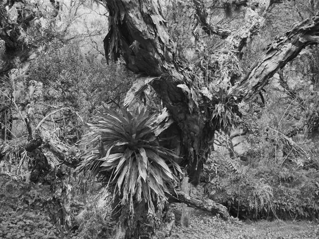 Ratsel Um Ein Versunkenes Urwald Reich Hamburger Abendblatt