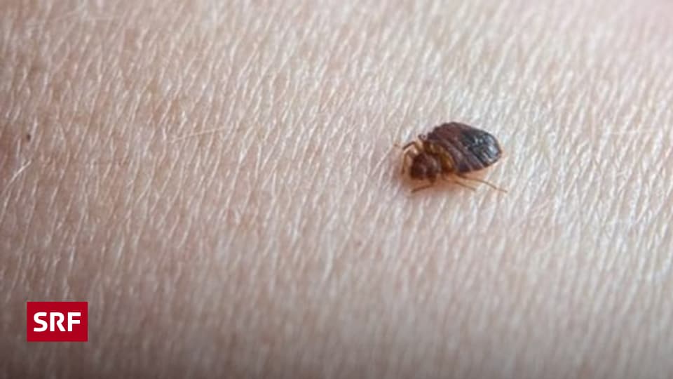 Bettwanzen-Notfall: So schützen Sie sich vor unseriösen Schädlingsbekämpfern (2026)
