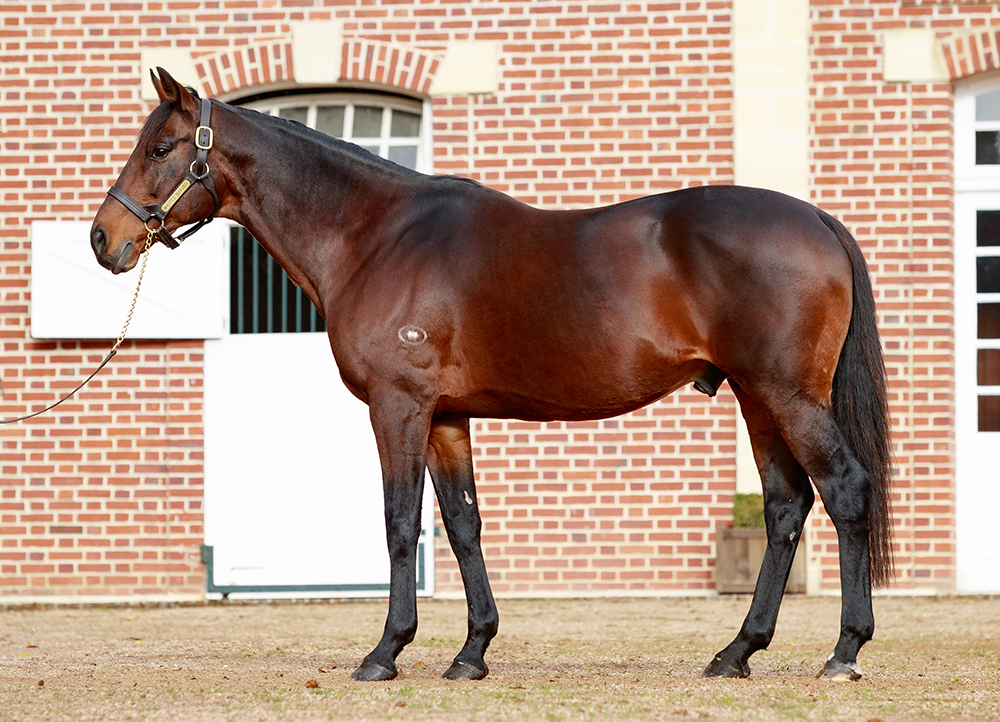 Showcasing Thoroughbred Stallion Guide - Ultra HD Vintage Pattern - Mobile