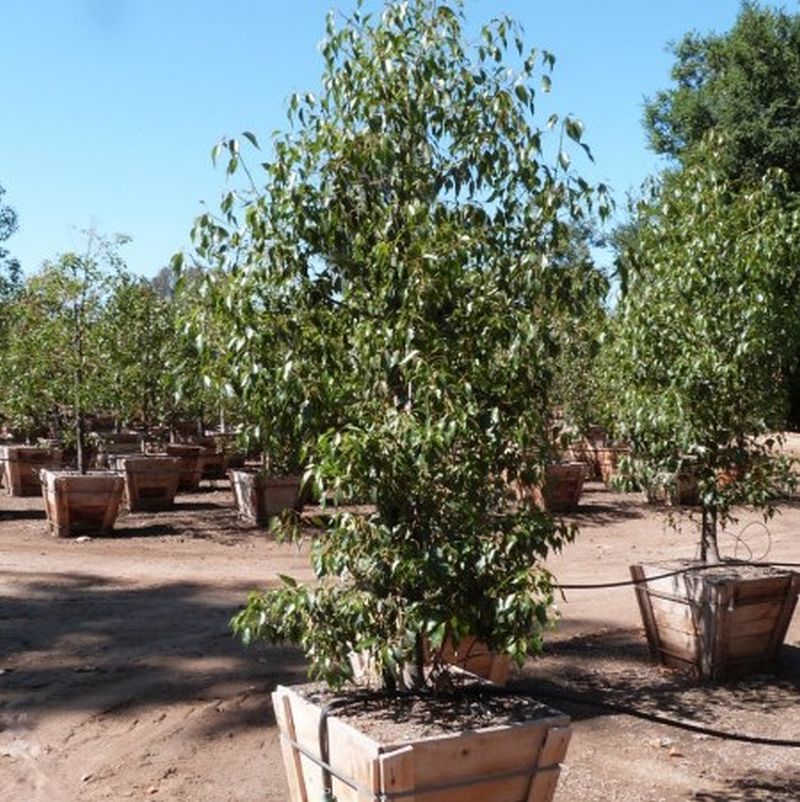 Bottle Tree Simple English Wikipedia The Free Encyclopedia