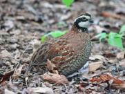 quail