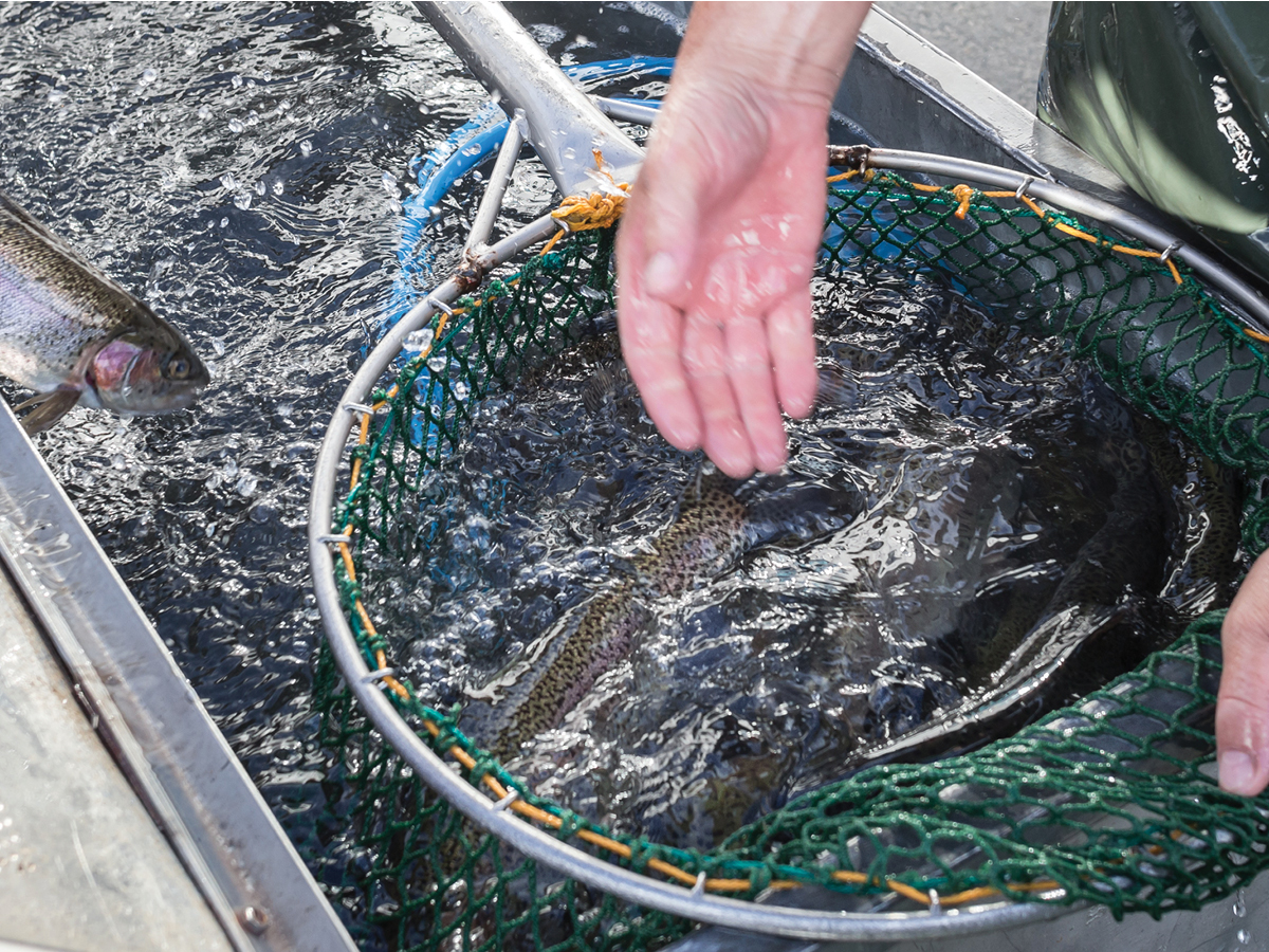 Stock My Pond provides pond Stocking services