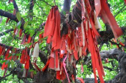 prayer tree