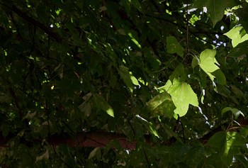 Canadian Maple Trees in Sham Shui Po Park, in Kowloon, Hong Kong, a former POW camp.