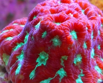 Biocube 32 Led Turbo Upgrade System Plug And Play Biocube 32 Led Turbo Upgrade System Plug And Play