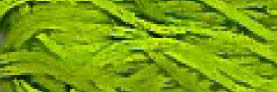 Paris Green