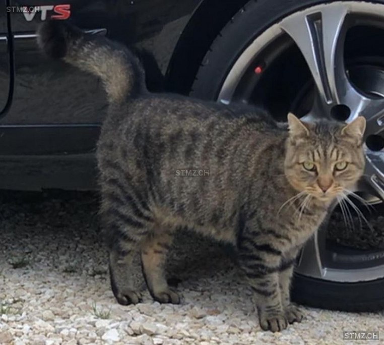 Haustier vermisst melden und ein suchplakat erstellen. Meldung-Nr. 210'884: Vermisst Katze in 8340 Hinwil