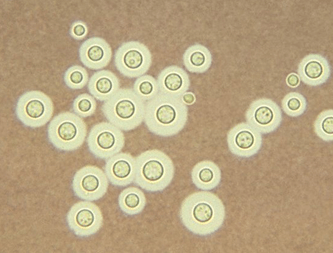 cryptococcus