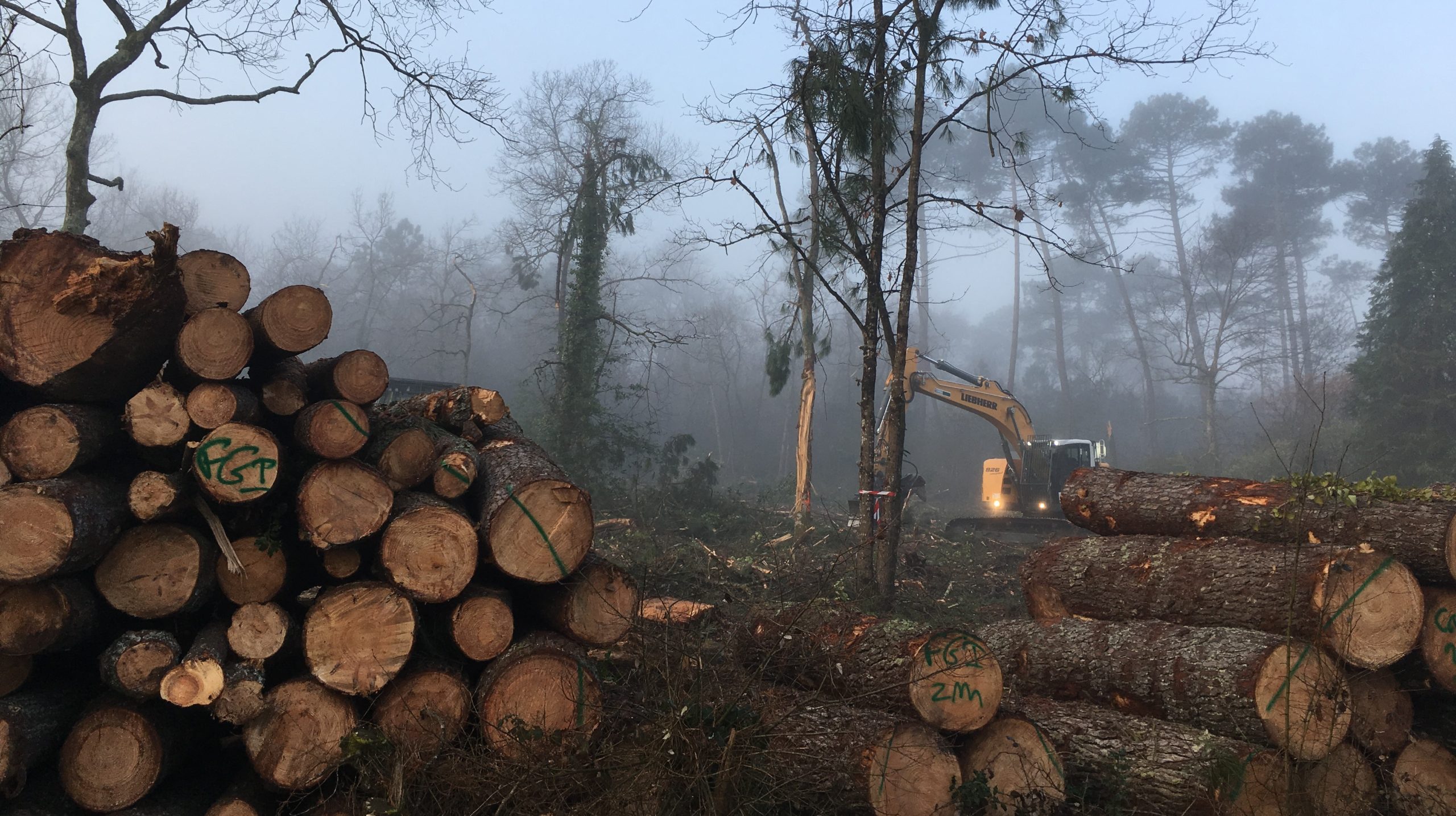 deforestation