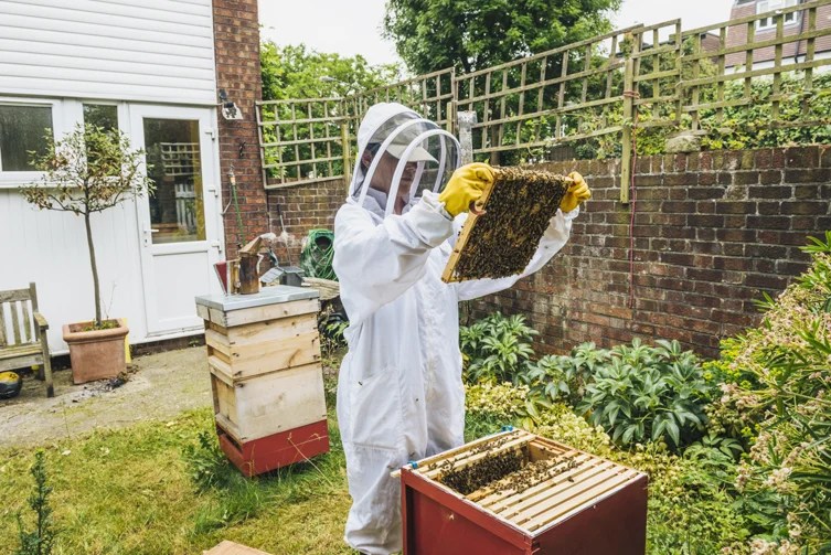 beekeeping