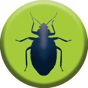 Heat pest services llc is a family owned and operated pest control business focusing entirely on bed bug treatment and extermination. Bed Bug Control Stride Pest Control