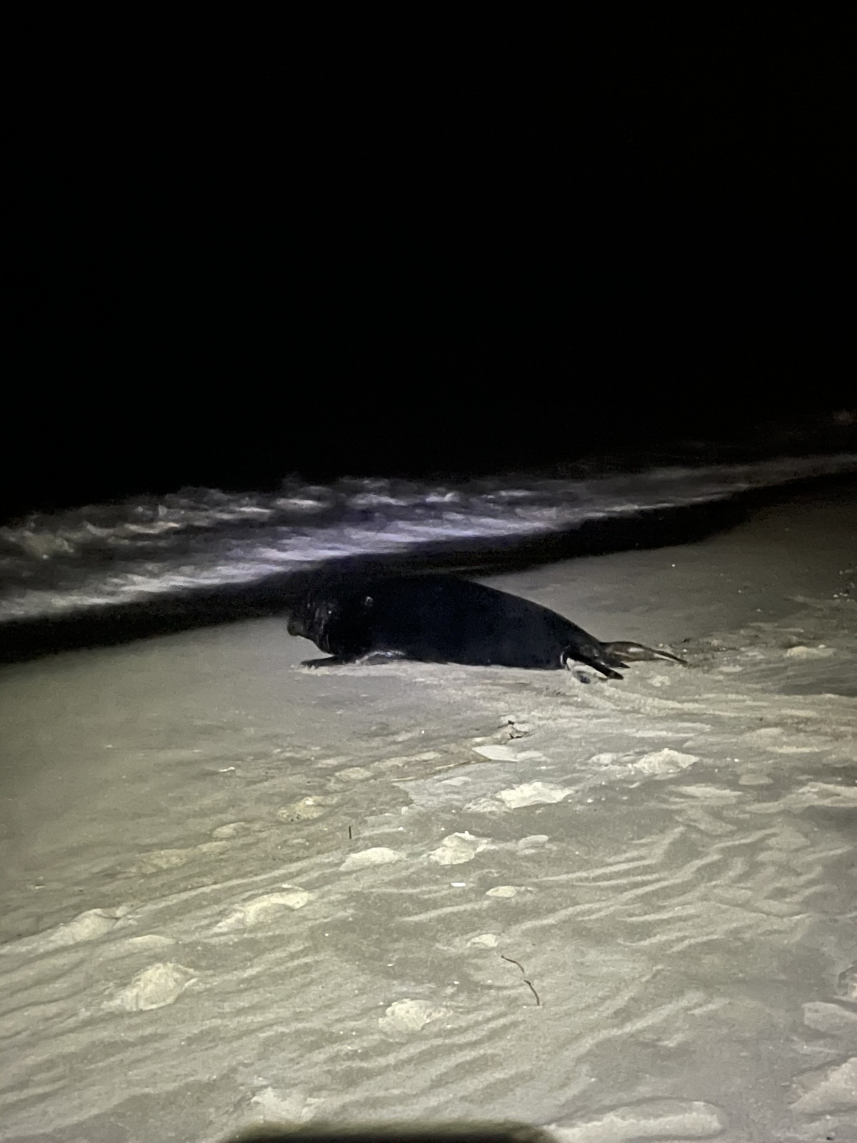 July 2020 Fishing Reports New Jersey Fishing Surftalk 