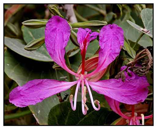 Orchid Tree Stock Photo Download Image Now Istock