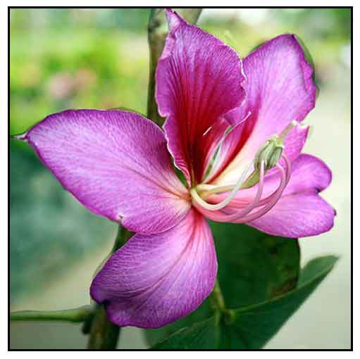 Hong Kong Orchid Tree Images Free Vectors Stock Photos Psd