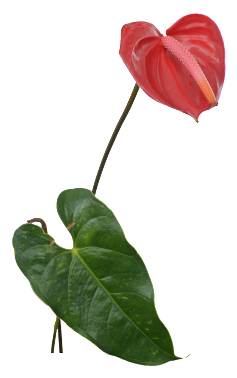 Anthurium, Anthurium andraeanum, FLAMINGO LILY: Philippine Medicinal Herbs (2)