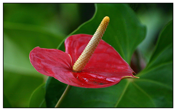 Anthurium, Anthurium andraeanum, FLAMINGO LILY: Philippine Medicinal Herbs (1)