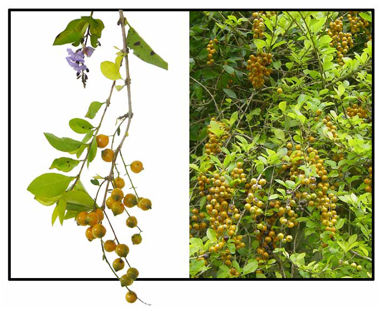 Duranta Sky Flower Sweet Memory Duranta Erecta My Garden Life