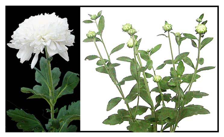 Manzanilla / Chrysanthemum indicum / WINTER ASTER : Philippine Medicinal Herbs (1)