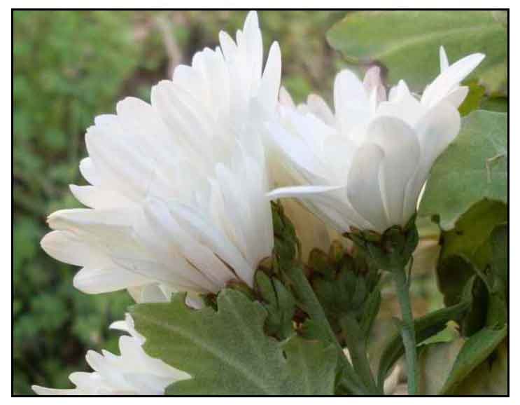 Manzanilla / Chrysanthemum indicum / WINTER ASTER : Philippine Medicinal Herbs (3)