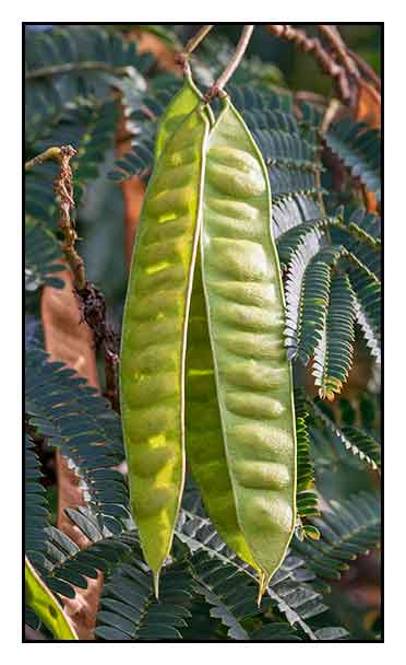 The Mimosa Tree Beautiful But Gardening Austin