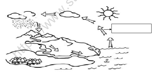 cbse class 3 science worksheet m
