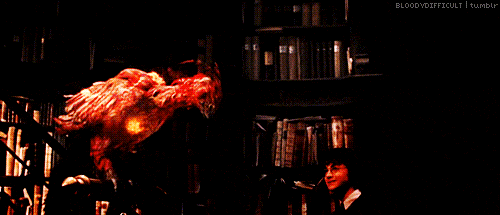 Le phénix du professeur Dumbledore, Fumseck, s'enflamme devant Harry Potter avant de renaître de ses cendres, quelques instants plus tard.