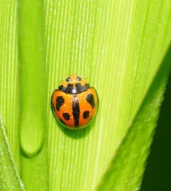 Coelophora inaequalis