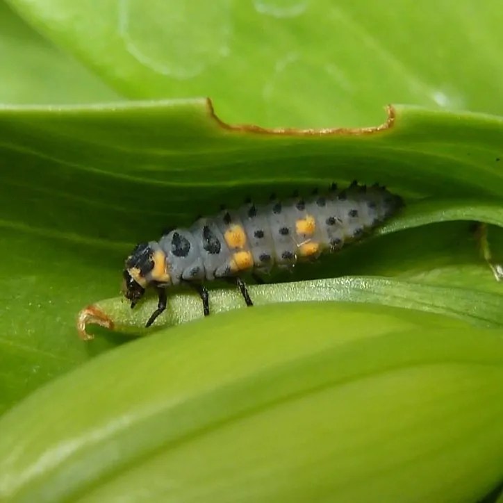 Larve de coccinelle