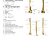 Solution Anatomia Ossos Do Membro Superior Studypool