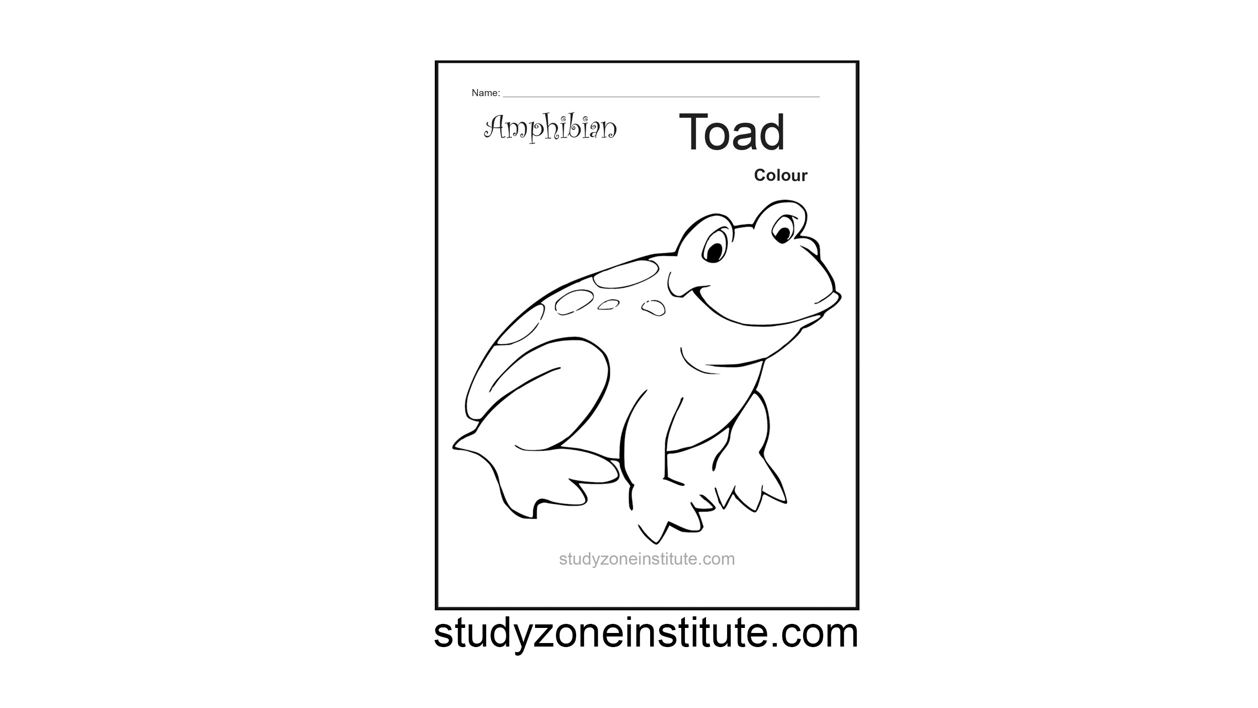 Toad Amphibian worksheet