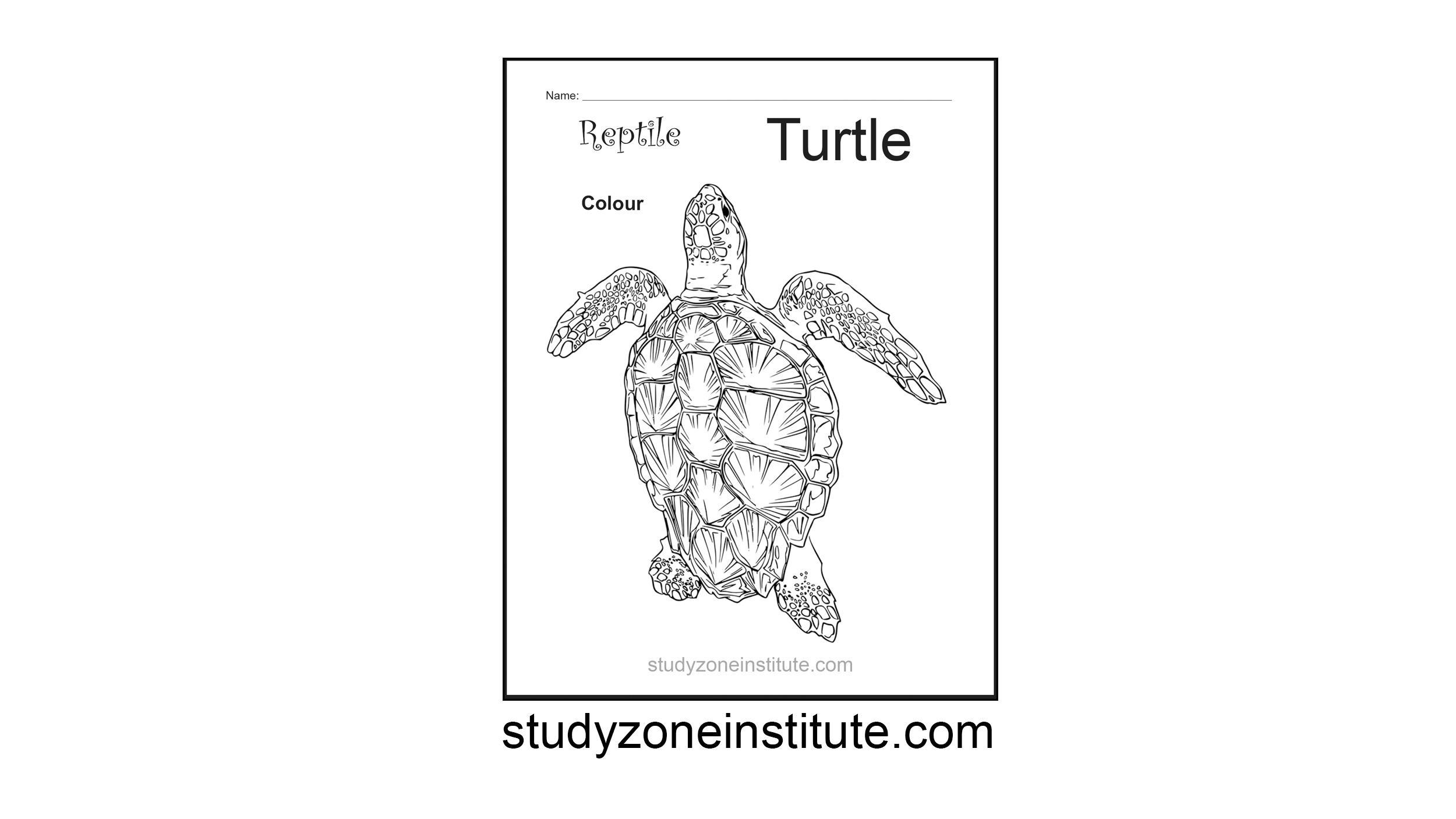 Turtle Reptile Worksheet