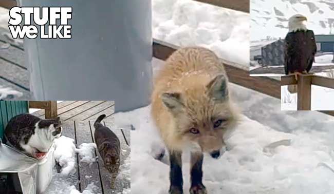 An Eagle, Fox 2 Cats, and a Woman – Best Friends For Life