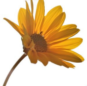 Arnica