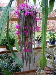 Types of hanging succulents in india. 9 Best Trailing Succulents And Cacti Sublime Succulents