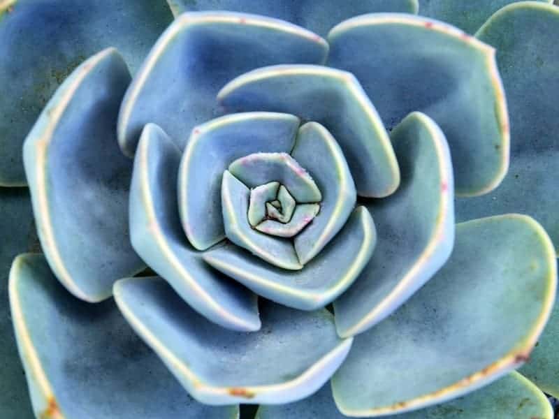 Roses can use extra care when you first plant them. Blue Rose Echeveria Echeveria Imbricata Care Guide Sublime Succulents