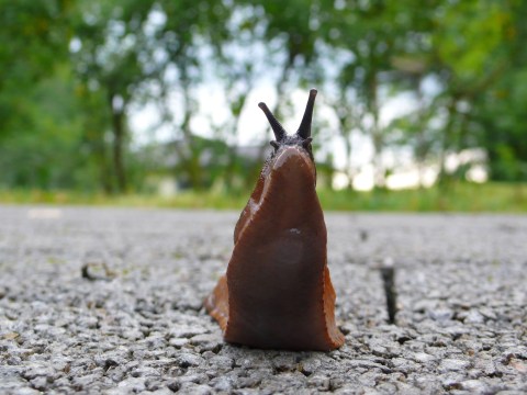 Kurioser Polizeieinsatz: Wenn die Schnecke zweimal klingelt