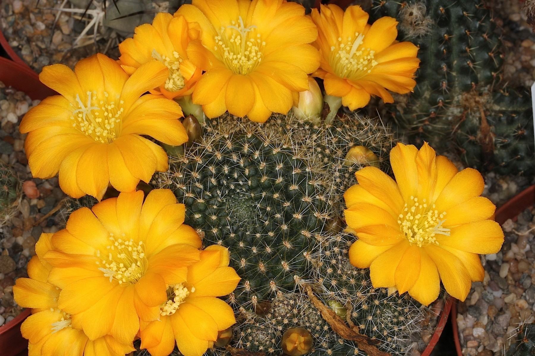 Rebutia Marsoneri