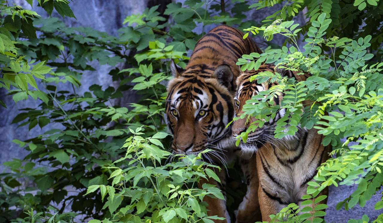 Harga tiket masuk fort de kock. Resmi Kebun Binatang Bukittinggi Kini Punya Kandang Harimau Baru Dan Zona Reptil Sumbarbisnis Com