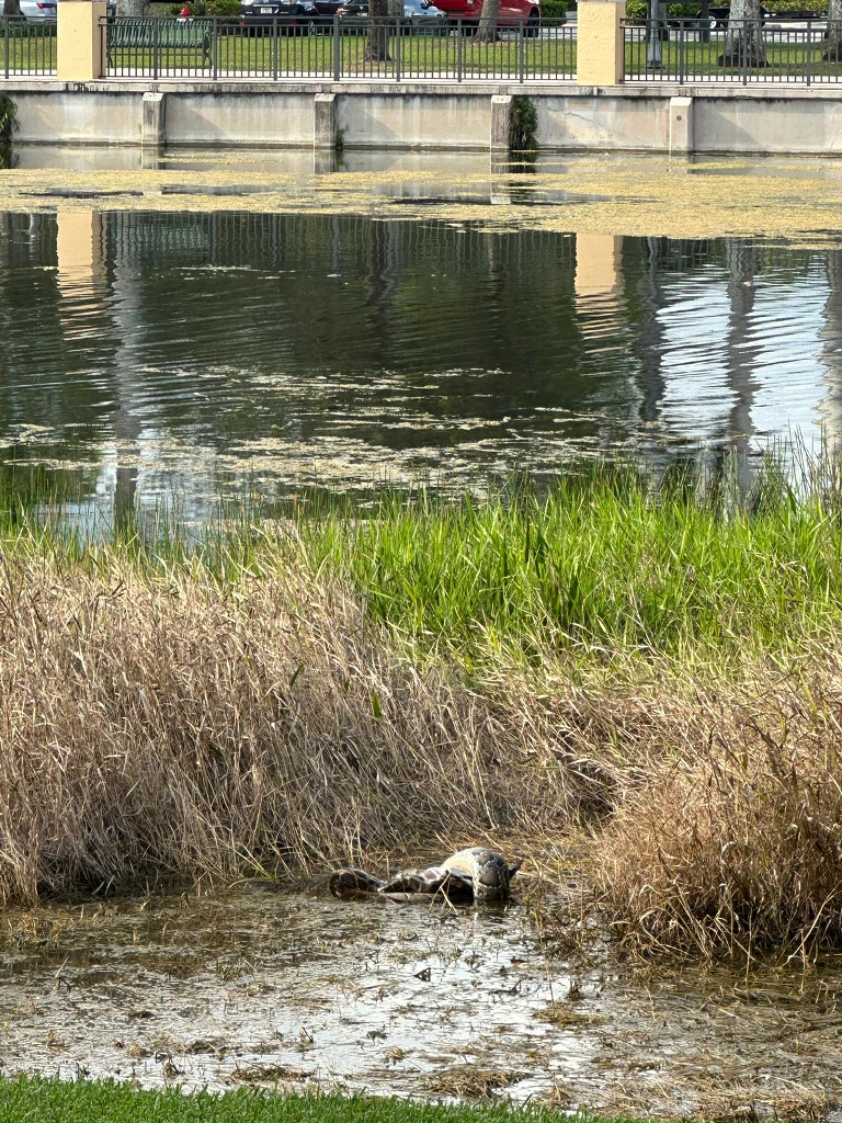 A passer-by photographed this Burmese python coiled around prey in a pond in the heart of Weston on Aug. 17, 2025. (Courtesy EDDMapS, Aleksey Alekseev)