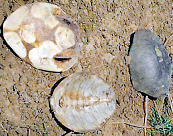Terapent Shell Reptiles | Window to Nature