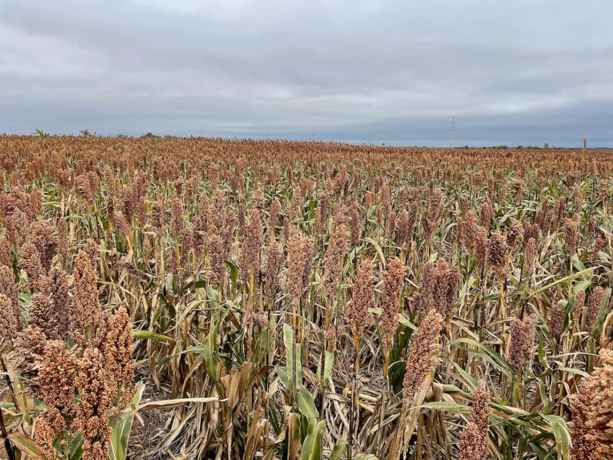 142.8 Acres Kingman County Kansas Tillable Farm Ground W/ Oil