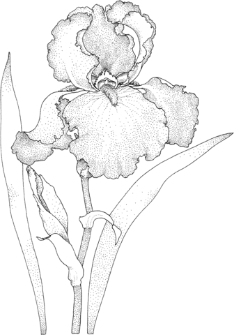 Image clipart vectoriel fleur noir et blanc en fleurs. Coloriage Fleur D Iris Coloriages A Imprimer Gratuits