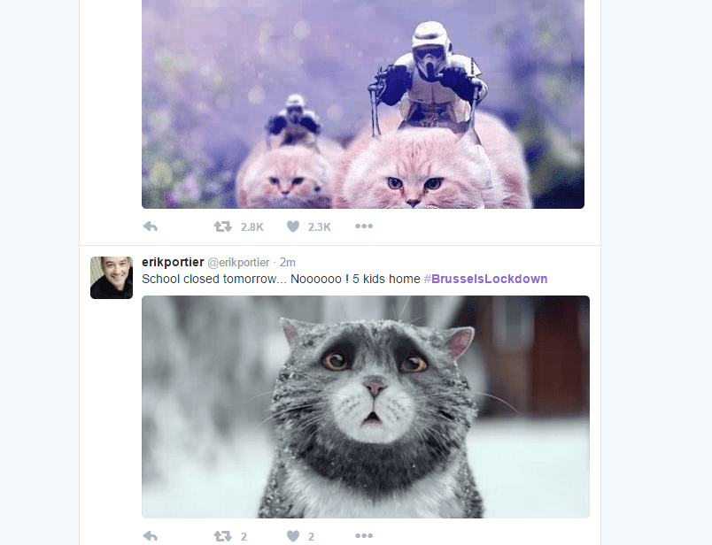 Poze cu pisici  i #BrusselsLockdown - Super Pisi