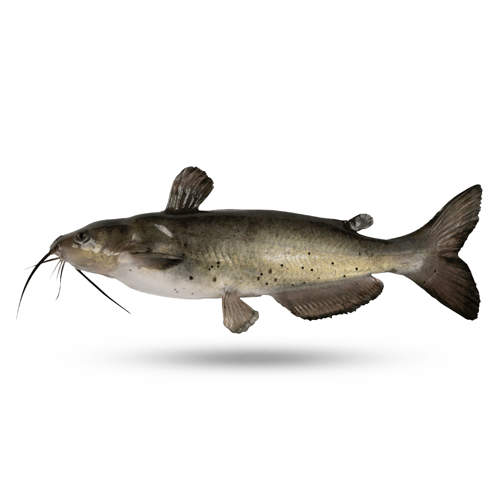 Corydoras Wikipedia The Free Encyclopedia Catfish Tropical Freshwater Fish Fish Many of our fish offers are seasonal and only a short window exist to get the best value order in advance.