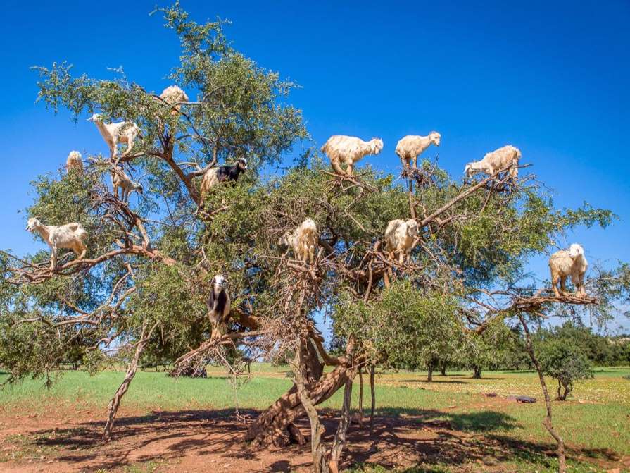 Tree Climbing Goats May Actually Be Helping To Produce This Luxury Oil Modern Farmer